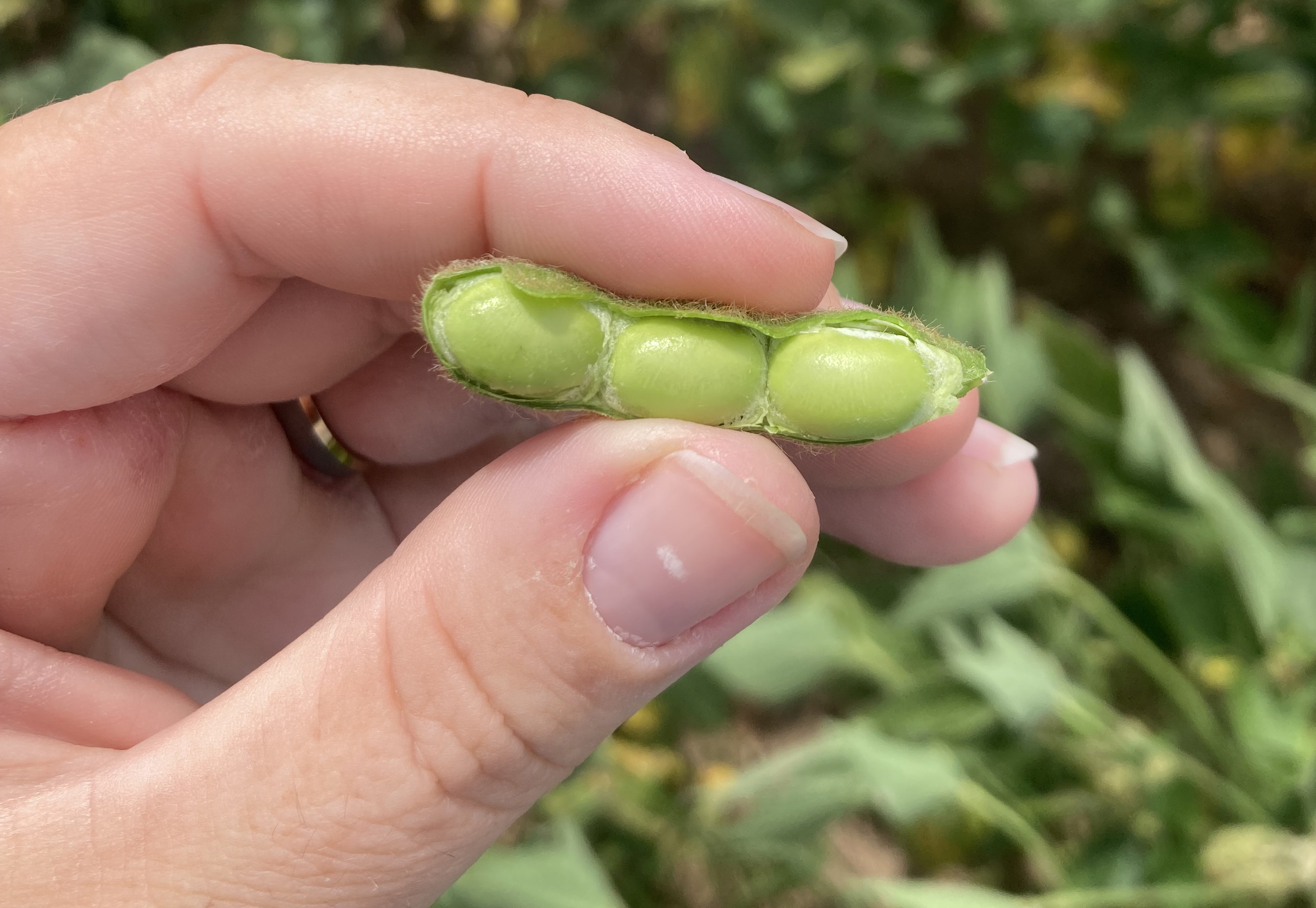 Hand holding a green soybean pod split open, showing three plump green seeds inside at late reproductive stage (R6.5).